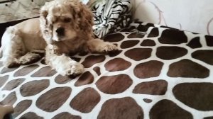 Игры в мячик