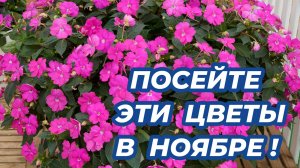 ЧТО ПОСЕЯТЬ В НОЯБРЕ? 8 красивых цветов, которые стоит посеять в ноябре на рассаду!