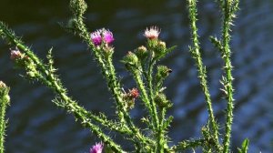 856943-hd_1920_1080_25fps