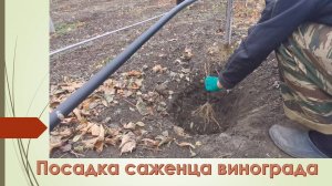 Посадка саженца / 10 Ноября 2024