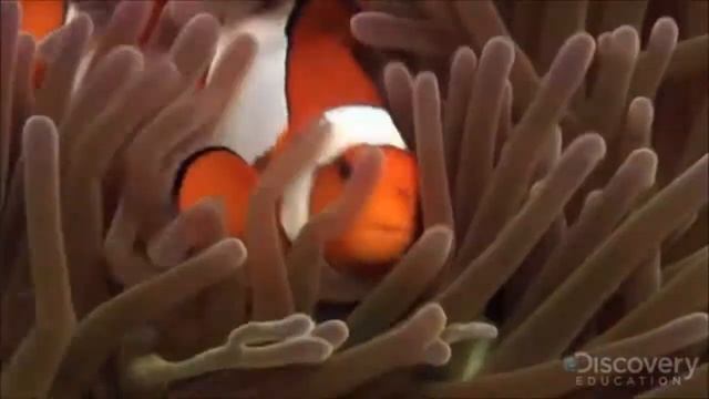 Commensalism смотреть онлайн