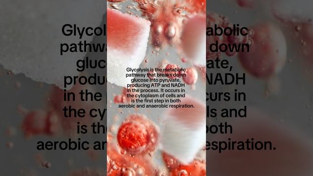 Word of the Day: Glycolysis смотреть онлайн