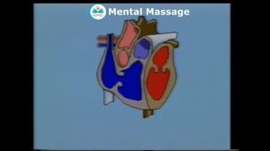 Кровеносная система