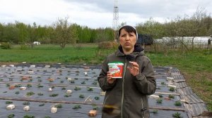 Весенняя подкормка клубники минеральным удобрением