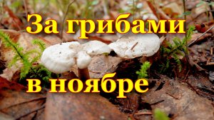 За грибами в ноябре