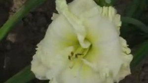 Лилейник daylily ALPINE RUFFLES