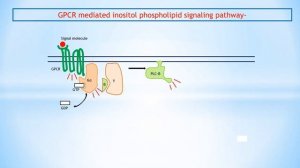 cell signalling: GPCR or G protein coupled receptor mediated inositol phospholipid signaling pathwa