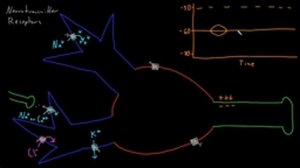 02   Neuron membrane potentials   04   Neuron graded potential mechanism