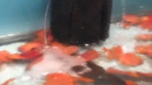 Будни разводни. Дискусы. подмена воды в аквариуме