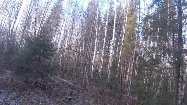 Охота на зайца с русскими гончими 11.11.24г. Удачный выезд. смотреть онлайн