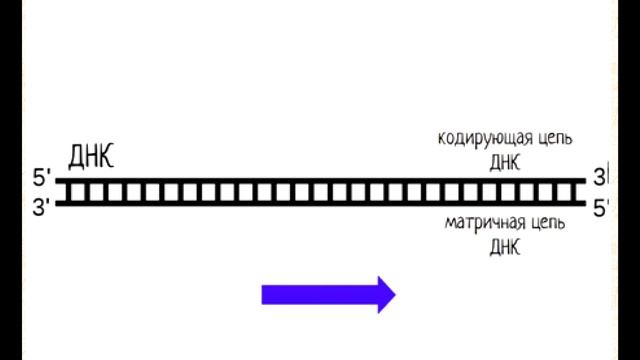 Транскрипция (кратко)
