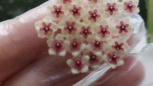 Цветение хойи Пхуваенсис, Пху Вуа , Hoya Phuwuaensis  Hoya sp. Phu Wua