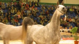 Иппосфера 2015. Санкт-Петербург.  Арабская порода. Финал. Кобылы