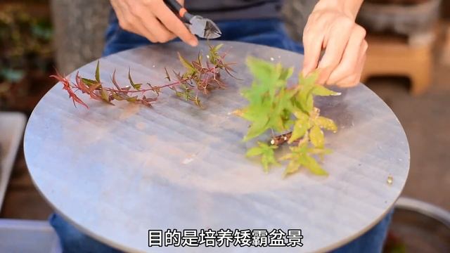 红枫扦插真的很难吗？总结视频中的方法，扦插枫树很简单.... смотреть онлайн