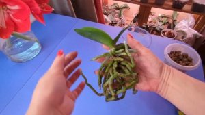 07.01.24.Орхидея Pulcherrima..пересадка.