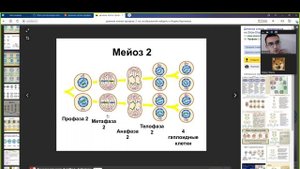 1 Митоз и мейоз Продвинутая версия