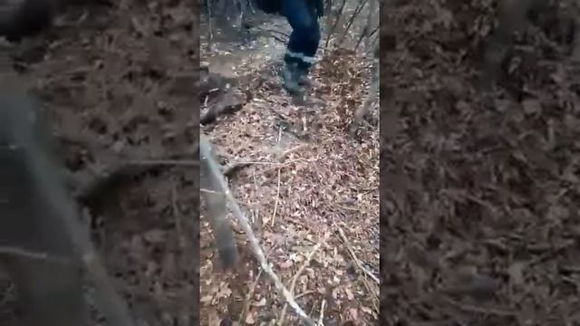 Охота на медведя смотреть онлайн