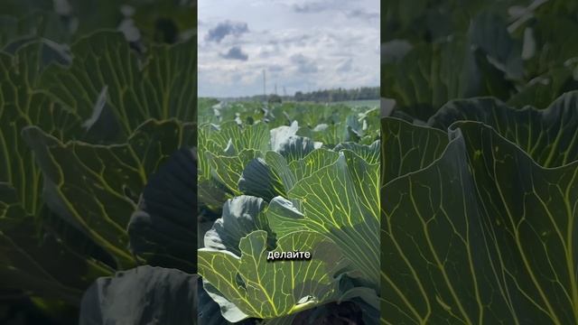 Есть только 1 способ избежать критики. Аристотель #цитаты #смыслжизни смотреть онлайн