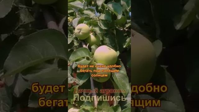 Сад с нуля САМОЕ ГЛАВНОЕ