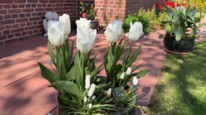 Это важно! Тюльпаны и нарциссы после отцветания: обрезка, пересадка + луковицы анемон 🌟Mein Garten