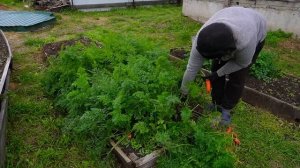 МОРКОВКА ХОЛОДИЛЬНИК ЕДИМ ПЕЛЬМЕНИ