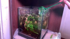 Как дела в моем аквариуме-травнике на  20 литров.