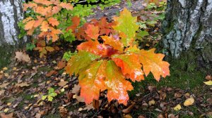 🍂🍃🍂"Осенний вальс"  🍁 🍁🍁Стихи Натальи Якубович Музыка и исполнение Александр Погорелкин.