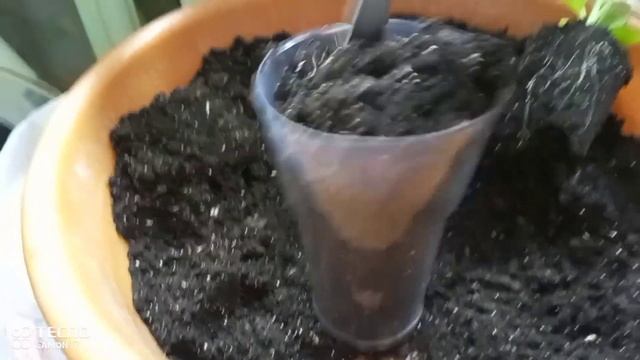 #петуния#пикировка 32 шт. в 0.5 стаканы. 1 апреля 2024 ( посев был в декабре 2023) смотреть онлайн