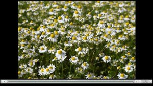 Ош вис - вис  (минус)