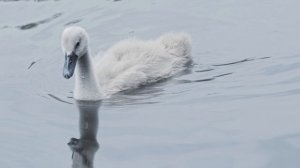 17291514-uhd_3840_2160_24fps