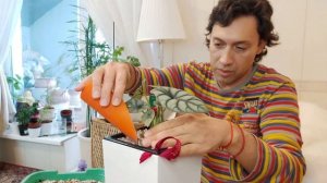 Алоказия Серебряный Дракон посадка на Фитиль