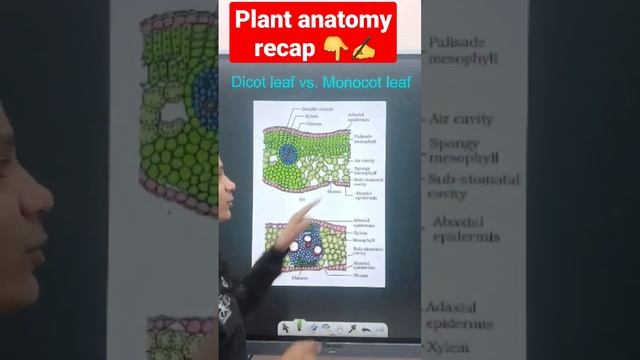 Plant anatomy quick recap | Dicot leaf vs monocot leaf | #neet #neet2023 #neet2024 #neetrevision