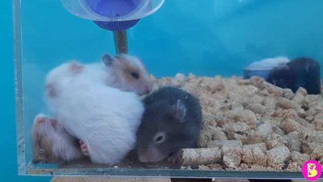 РЕАЛЬНАЯ ЖИЗНЬ ХОМЯЧКА БЛОГЕРА** СМЕШНЫЕ МОМЕНТЫ смотреть онлайн