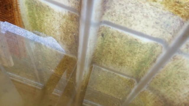 Моё УЗВ. Малек у меня живёт уже пять дней. смотреть онлайн