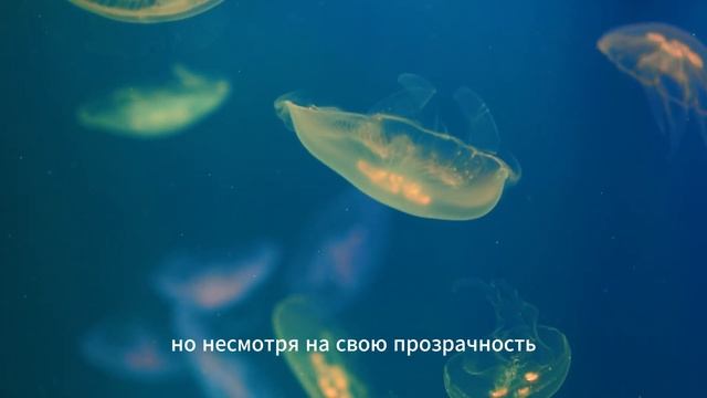 🌊 Медузы: Плавающие загадки океана 🌊