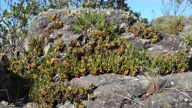 Brazilian Orchids Part 5 Ibitipoca смотреть онлайн