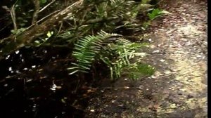 Everglades National Park, Florida, United States