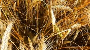 Ишёл казак полем