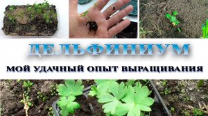 Дельфиниум. Удачный опыт выращивания. Готовимся с осени.