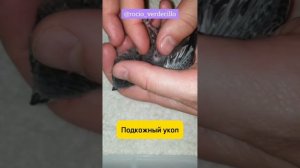 Подкожный укол в лапу