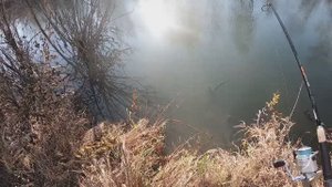 Спиннинг что надо - сломал дерево, супер-плетёнка, щучий тройник и мордушка    18.10.2023 г.