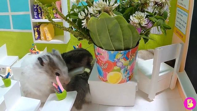 1 СЕНТЯБРЯ в ШКОЛЕ ХОМЯЧКОВ/ ЦВЕТОЧКИ для СНЕЖКИ СТЕПАНОВНЫ смотреть онлайн