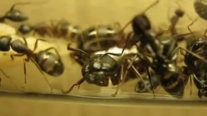 Camponotus herculeanus. Уральские геркулесы