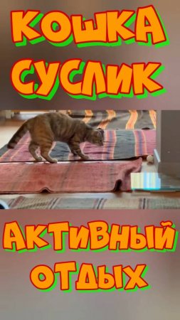 Кошка Суслик. Активный отдых.#cat #котожизнь #животные #кот #котодом #кошка #animals