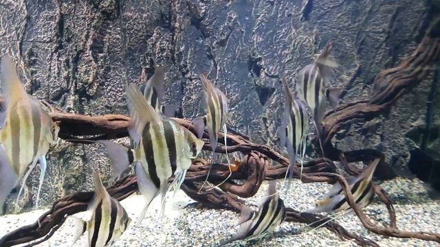 Cá Thần Tiên Ai Cập - Pterophyllum Altum смотреть онлайн