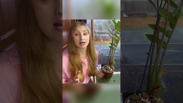 Замиокулькас не будет разваливаться