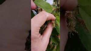 Продолжаю эксперимент по профилактике сбрасывания завязи у черешни.