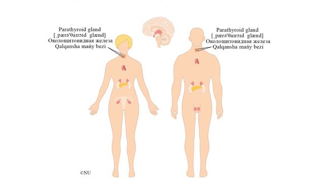 Bioslovar - Endokrindi bezder смотреть онлайн
