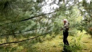 Кедр корейский в Сибири (1). 25-летние прививки на кедре сиб. Разнообразие клонов по цвету хвои