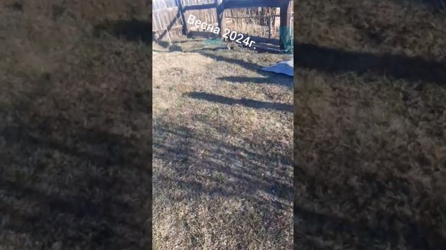 Как виноград перезимовал.Сравнение:лето,осень,весна. смотреть онлайн